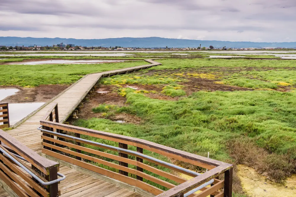 Wooden walking trail